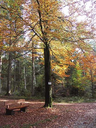 Bild Schömberg (Lkr. Calw)