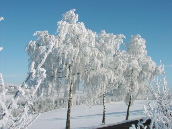 Bild Allmendingen (Württemberg)